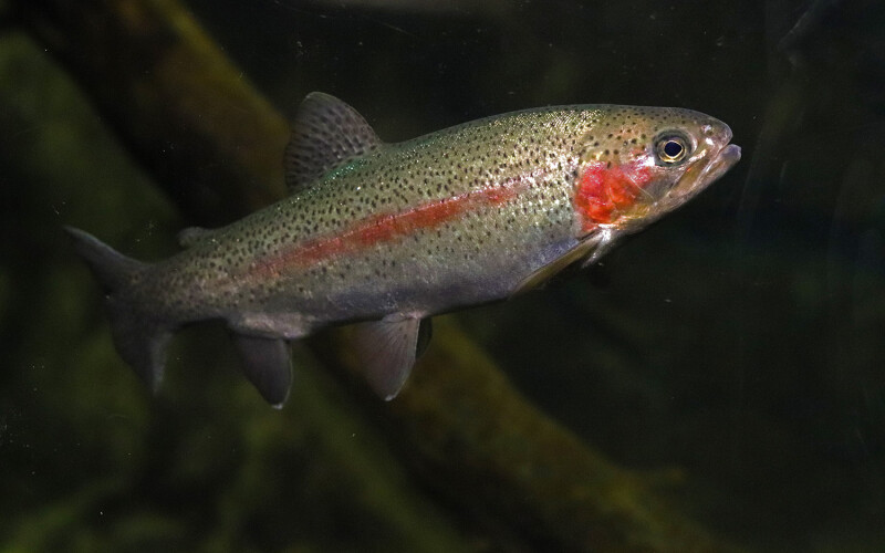 Caleta Bay farms steelhead trout in the South American Andes